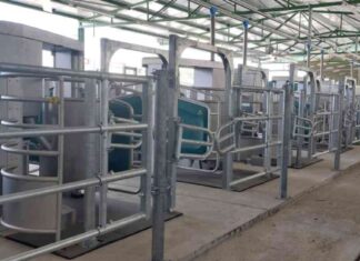 Enhancing Dairy Operations with Automated Batch Milking Technology news-14082024-225332