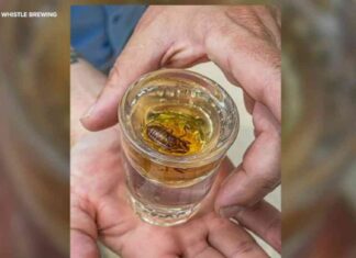 Cicada-Infused Malort Shots: Noon Whistle Brewing Fined for Violation news-14082024-232426