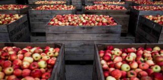 Best Time to Pick Michigan Apples: A Harvest Guide for Your Favorite Varieties news-14082024-233209
