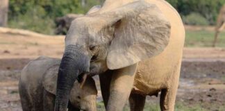 AI Visual Inspection Technology for Monitoring Keystone Species: Collaboration Between IBM and WWF-Germany news-14082024-233348