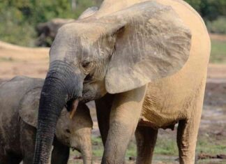 AI Visual Inspection Technology for Monitoring Keystone Species: Collaboration Between IBM and WWF-Germany news-14082024-233348