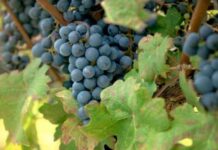 Navigating the Changing Landscape of the Wine Industry news-17082024-222051