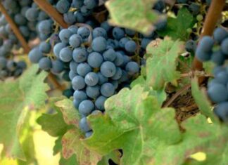 Navigating the Changing Landscape of the Wine Industry news-17082024-222051