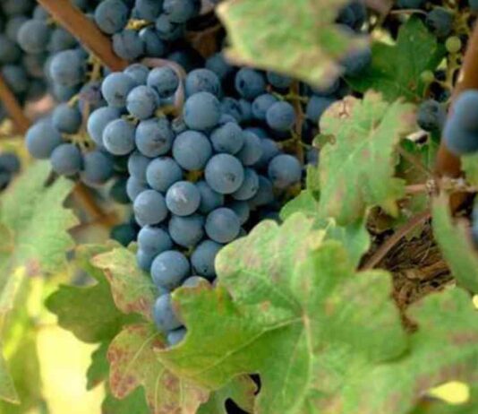 Navigating the Changing Landscape of the Wine Industry news-17082024-222051