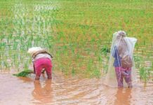 Impact of Monsoon Rain on Kharif Acreage in India: Data Analysis and Forecast news-28082024-015603