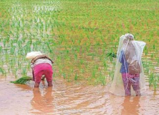 Impact of Monsoon Rain on Kharif Acreage in India: Data Analysis and Forecast news-28082024-015603