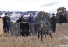 Captured Colorado Wolf Pack to be Relocated for Livestock Attacks news-10092024-030541