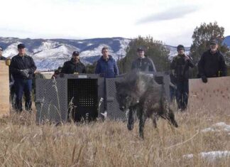 Captured Colorado Wolf Pack to be Relocated for Livestock Attacks news-10092024-030541
