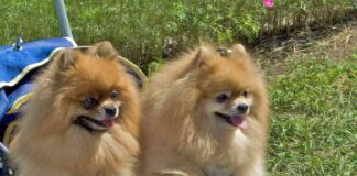 Dog Strollers Sales Surpass Baby Strollers: A Trend on the Rise news-10092024-030709