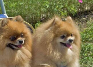 Dog Strollers Sales Surpass Baby Strollers: A Trend on the Rise news-10092024-030709