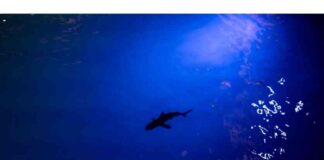 Ocean Advocates Shift Focus Beyond COP29 to Address Climate Crisis news-21112024-060011