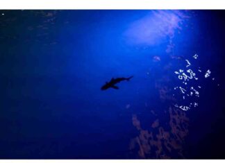 Ocean Advocates Shift Focus Beyond COP29 to Address Climate Crisis news-21112024-060011