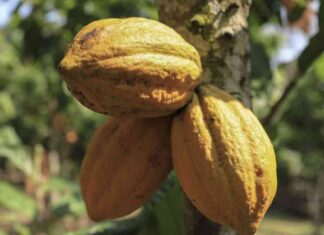 Cocoa Prices Surge as West Africa Crop Outlook Dims cocoa-prices-surge-as-west-africa-crop-outlook-dims