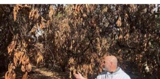 Rebuilding After Israel-Lebanon Truce: Home Damage Concerns rebuilding-after-srael-lebanon-truce-home-damage-concerns