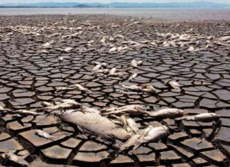 Breaking News: Global Warming Exceeds 1.5C Target in 2024 breaking-news-global-warming-exceeds-15c-target-in-2024