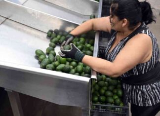 Impact of Tariffs on Mexico and Canada Imports: Potential Rise in Prices for Businesses and Shoppers mpact-of-tariffs-on-mexico-and-canada-mports-potential-rise-in-prices-for-businesses-and-shoppers