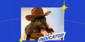 Understanding the Memecoin Game: Planet Money Indicator understanding-the-memecoin-game-planet-money-ndicator