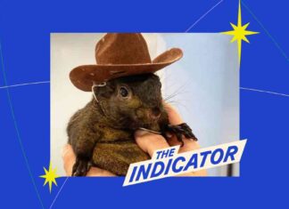 Understanding the Memecoin Game: Planet Money Indicator understanding-the-memecoin-game-planet-money-ndicator