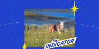 Federal Government’s Coyote Killing: The Indicator Analysis federal-governments-coyote-killing-the-ndicator-analysis