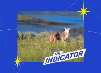 Federal Government’s Coyote Killing: The Indicator Analysis federal-governments-coyote-killing-the-ndicator-analysis