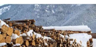 Investigation Into Lumber Tariffs: Trump’s Order and Impact nvestigation-nto-lumber-tariffs-trumps-order-and-mpact