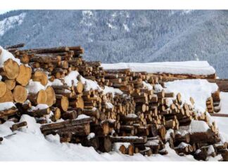 Investigation Into Lumber Tariffs: Trump’s Order and Impact nvestigation-nto-lumber-tariffs-trumps-order-and-mpact